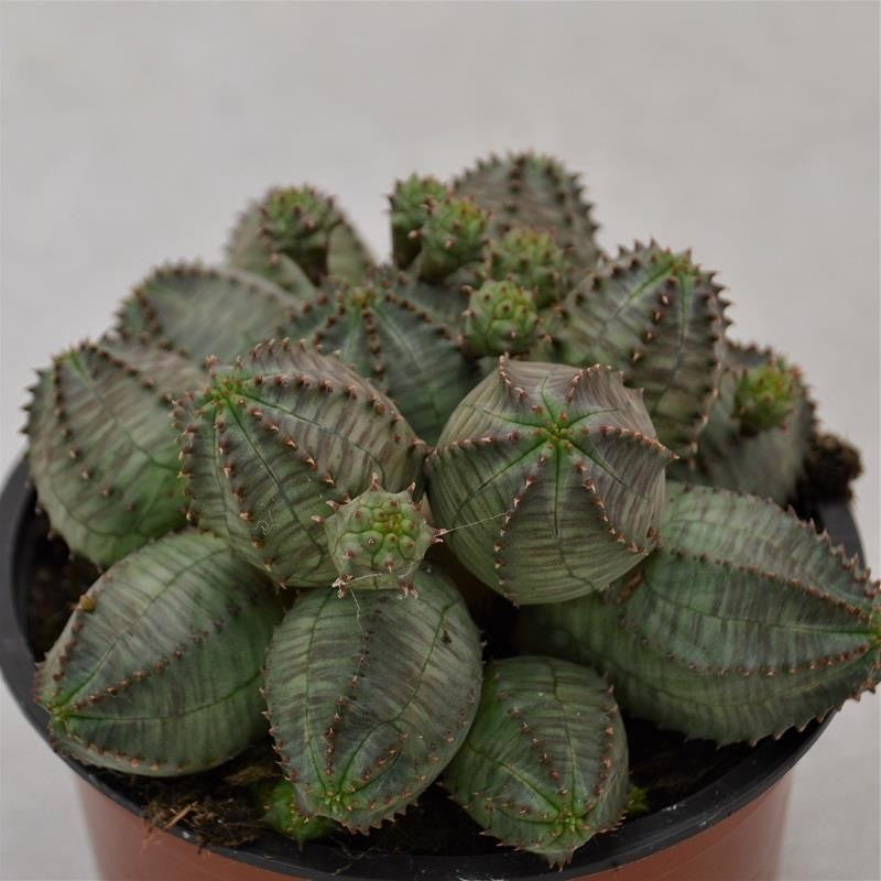 Euphorbia obesa Monstruoza - 13cm