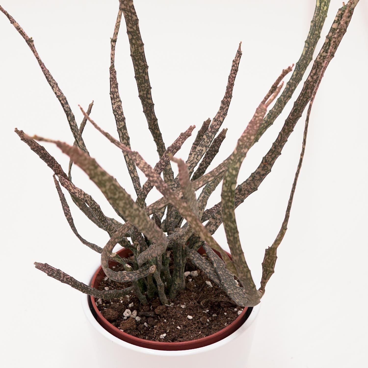 Euphorbia platyclada - 12cm