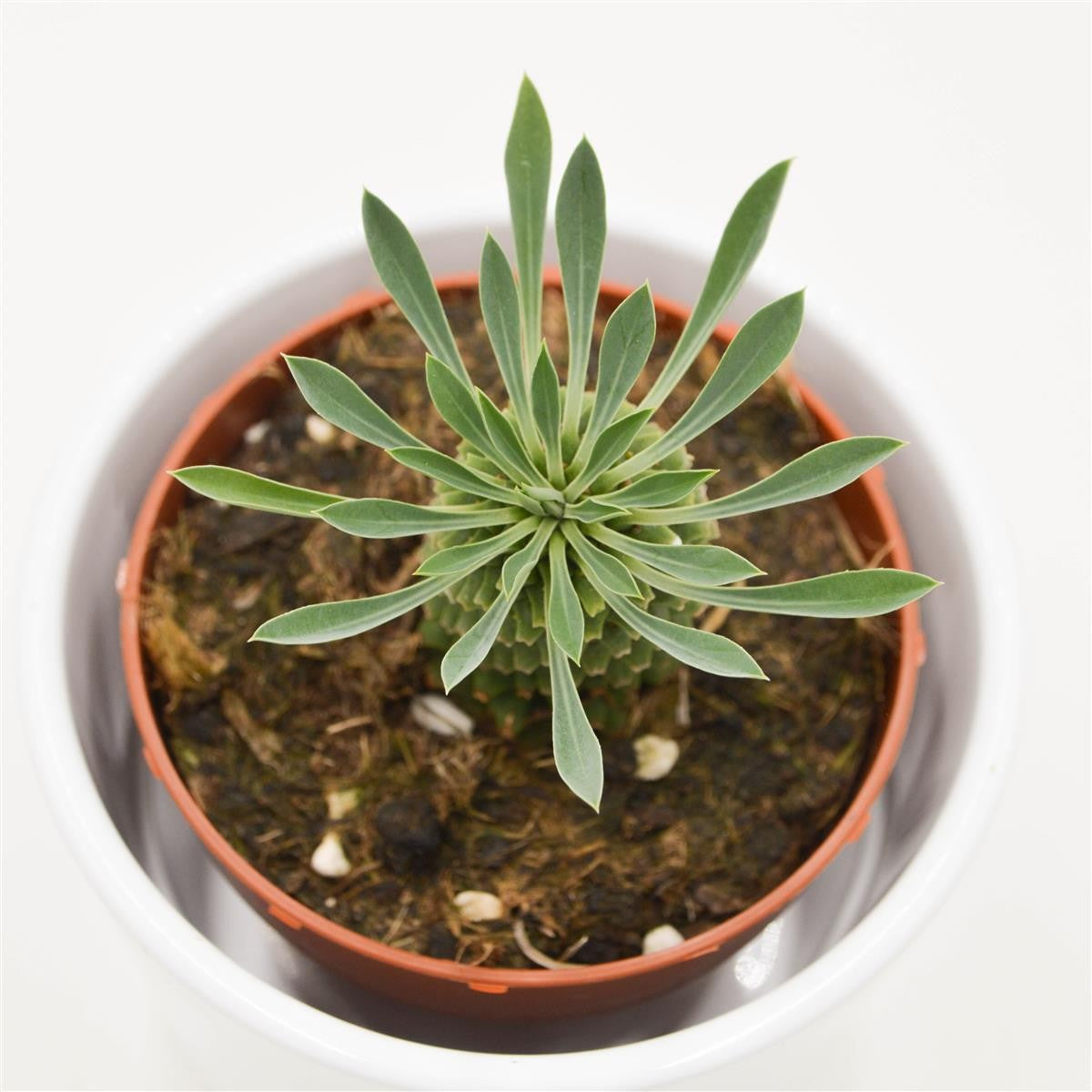 Euphorbia Sotetsu Kirin - 8,5cm