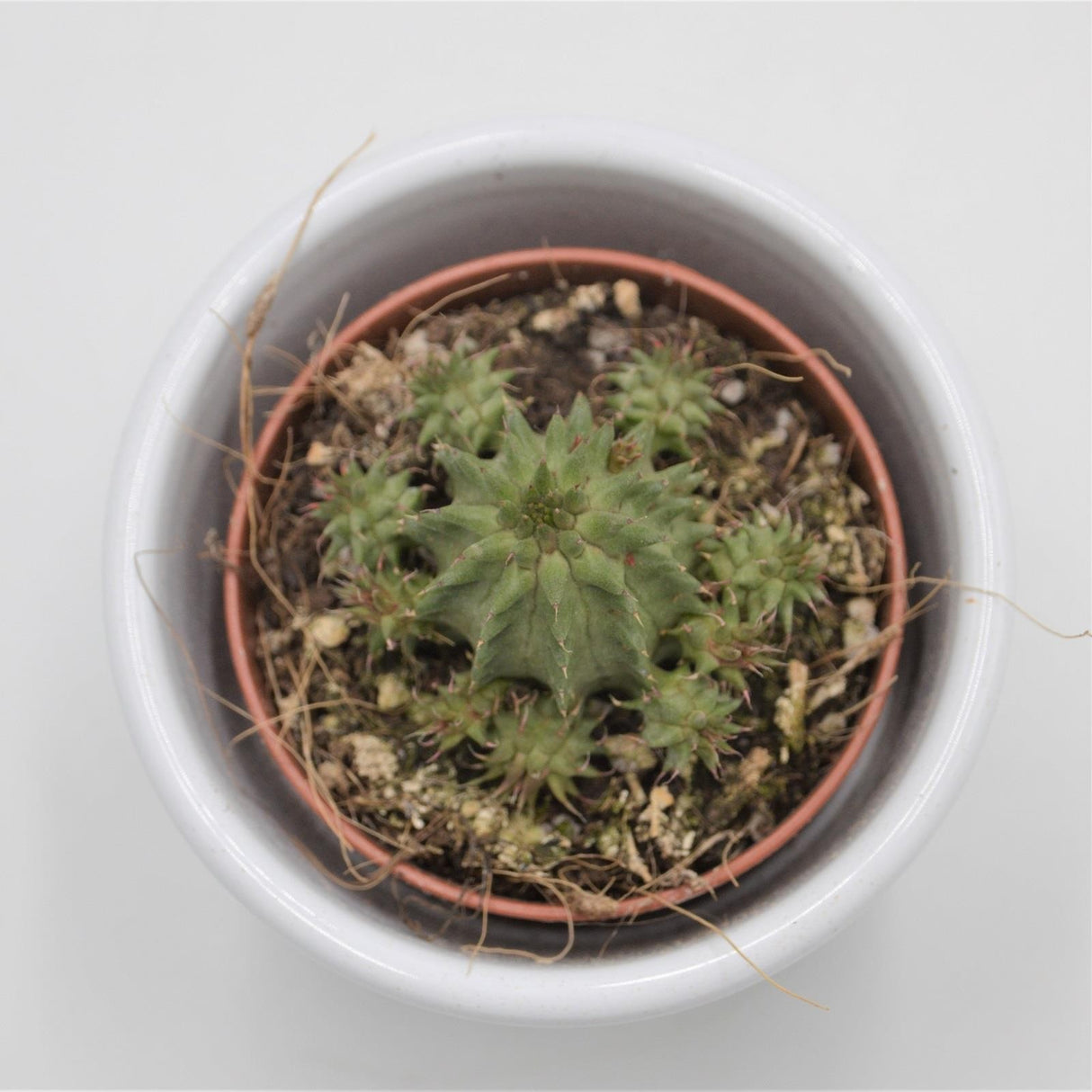 Euphorbia susannae - 5,5cm