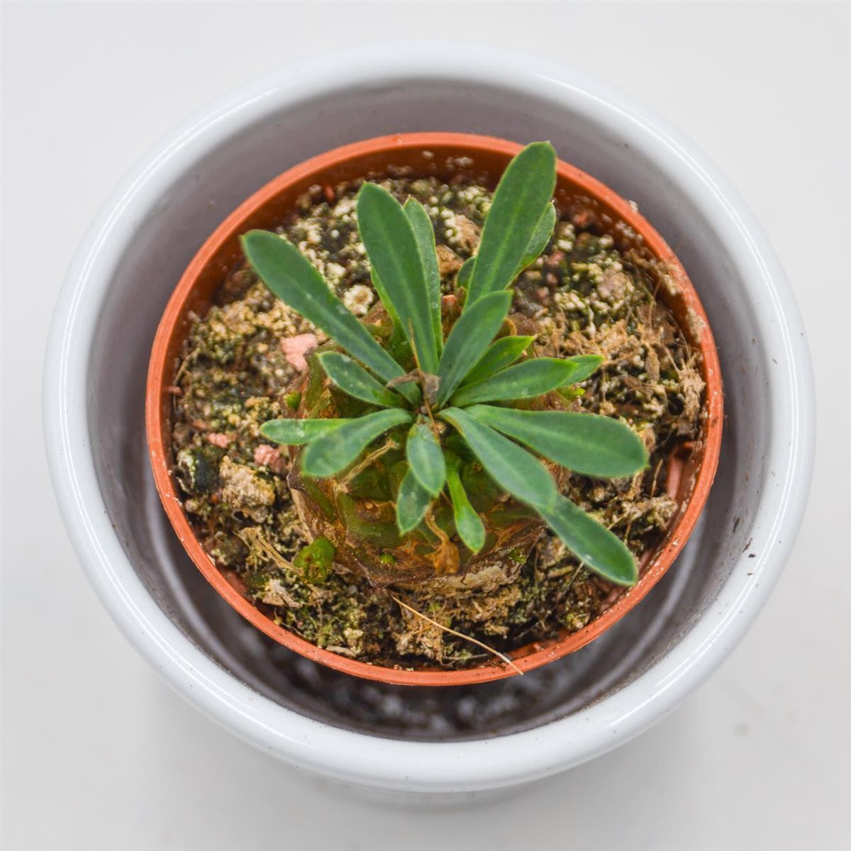 Euphorbia suzanne x bupleurifolia - 5,5cm