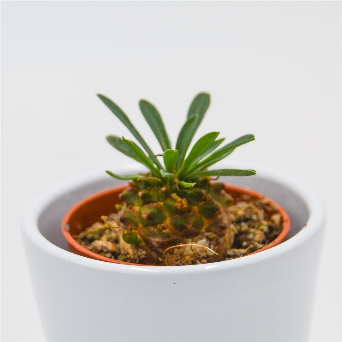 Euphorbia suzanne x bupleurifolia - 5,5cm