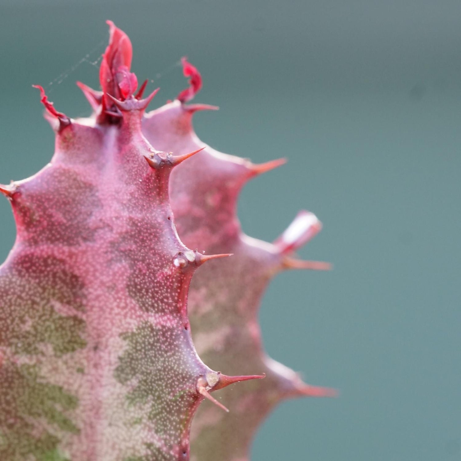 Euphorbia trigona Rubra - 5,5cm