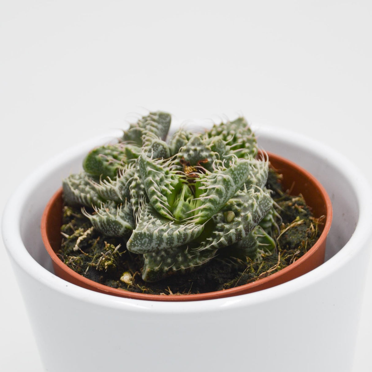 Faucaria Monster - 8,5cm