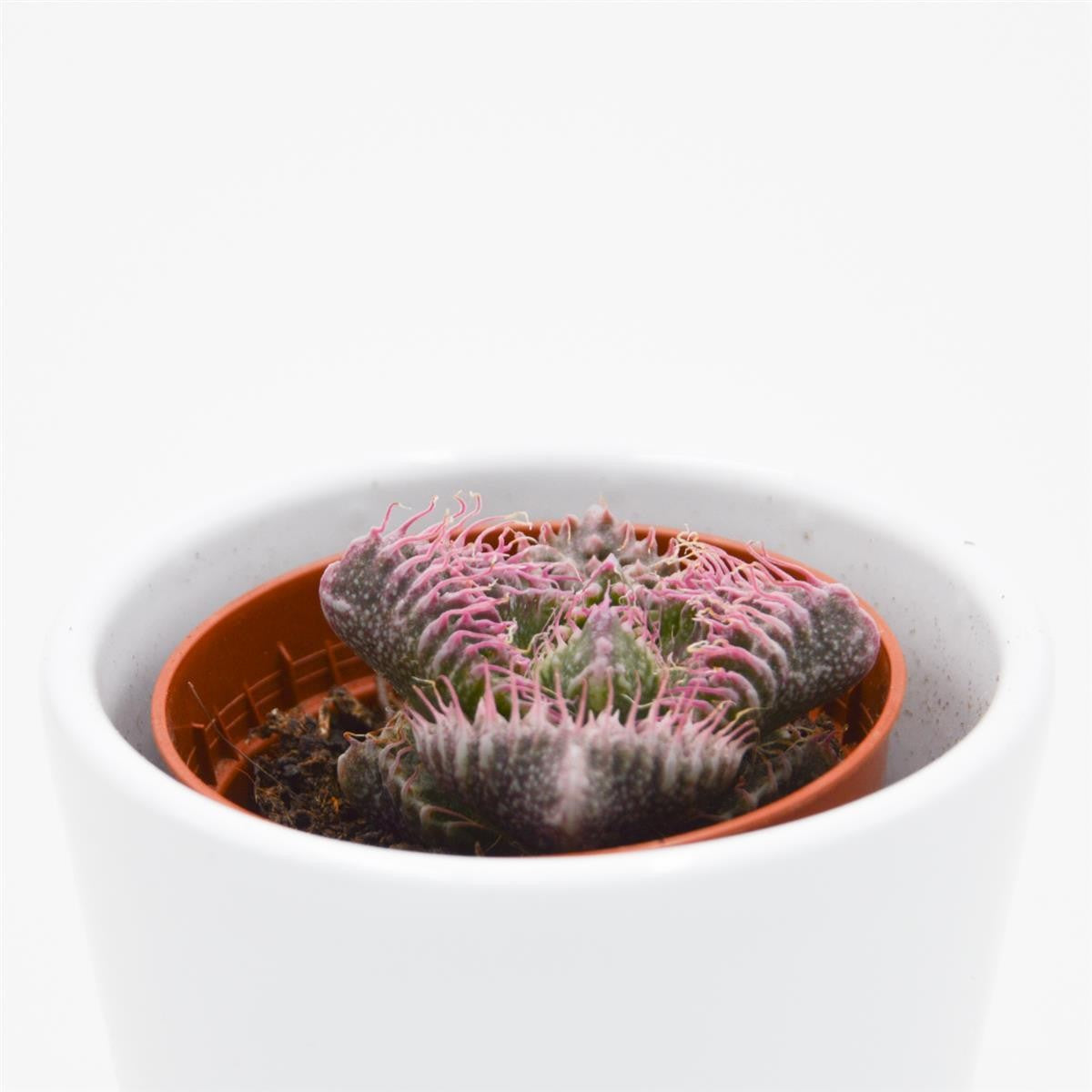 Faucaria  Monster - 5,5cm