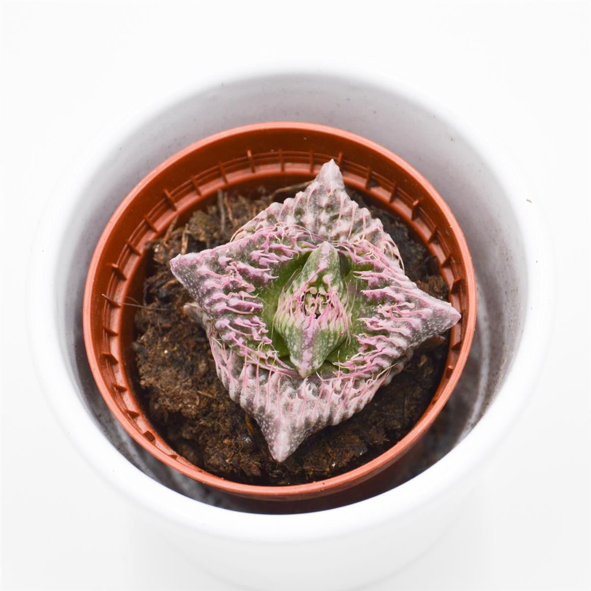 Faucaria  Monster - 5,5cm