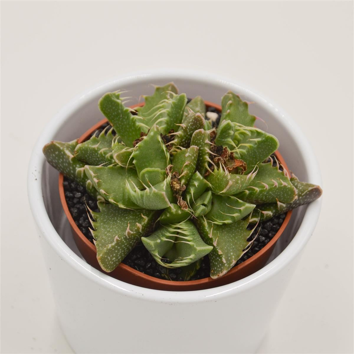 Faucaria Monster - 8,5cm