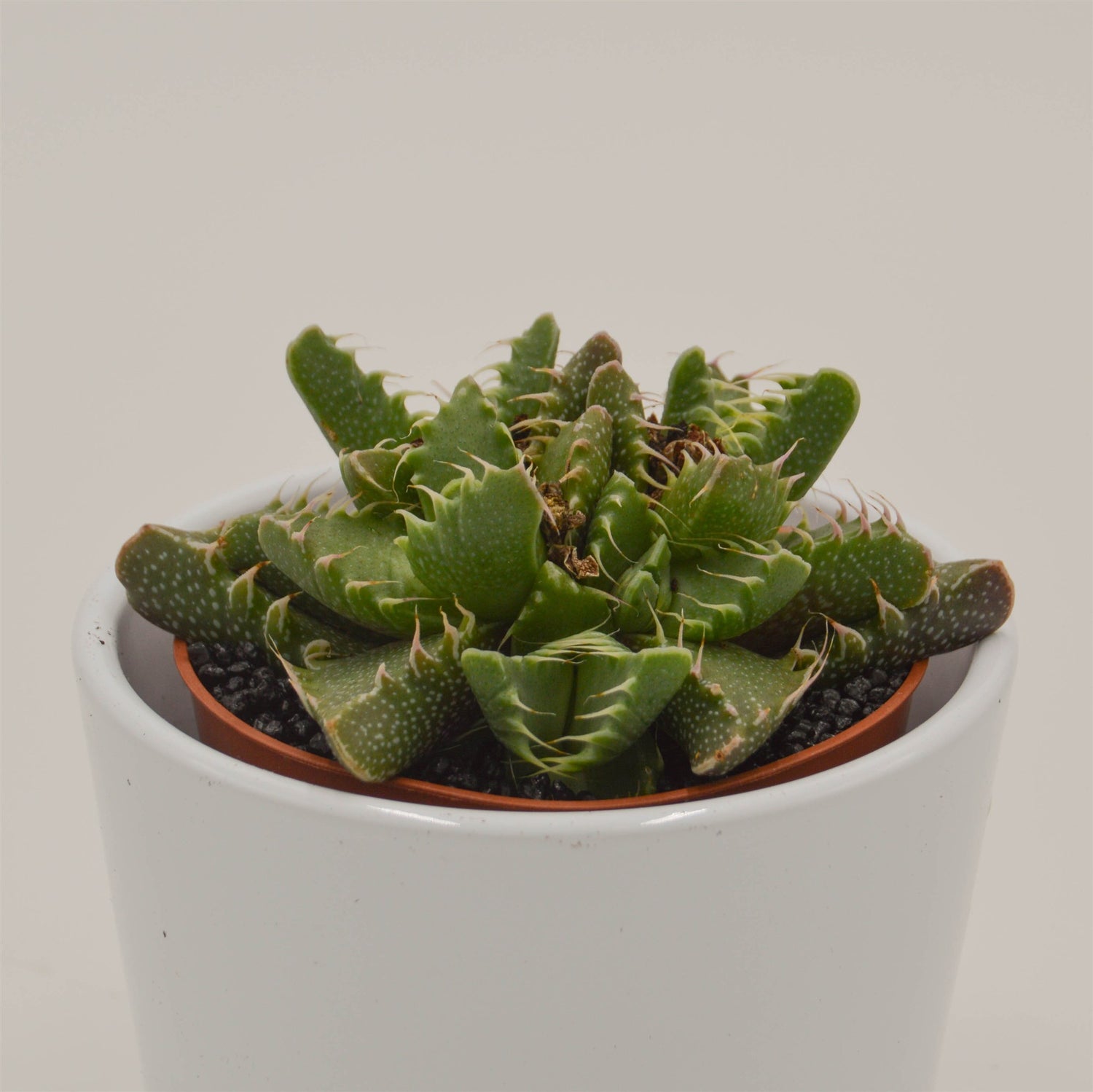 Faucaria  Monster - 8,5cm