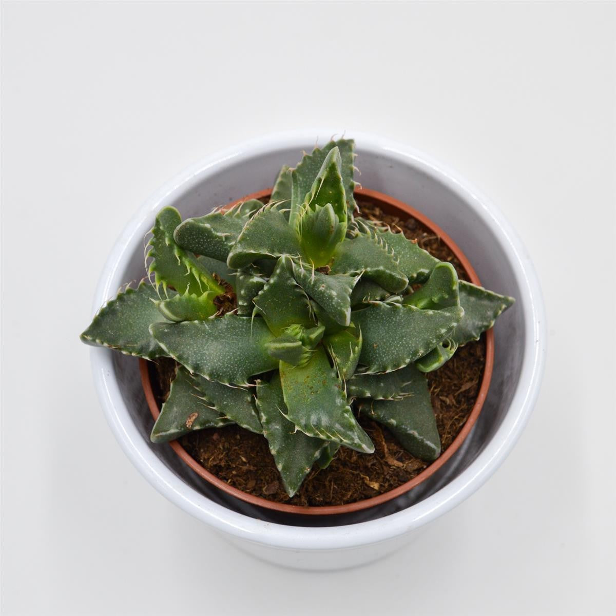 Faucaria tigrina - 8,5cm