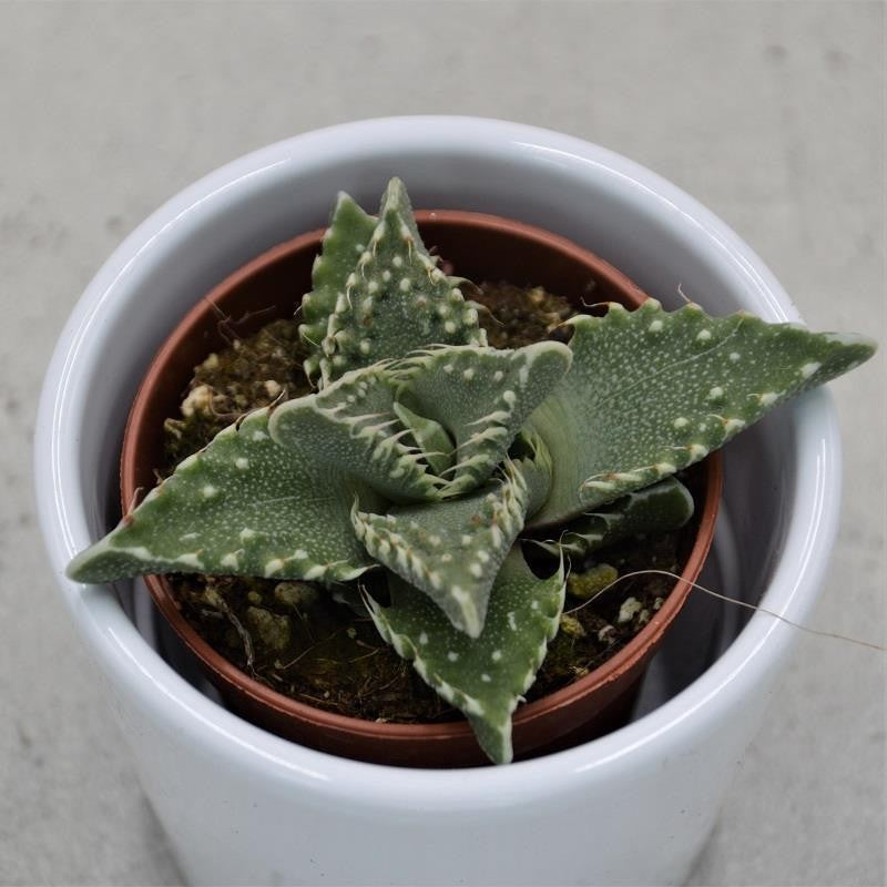 Faucaria tigrina - 5,5cm