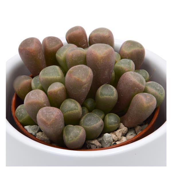 Fenestraria aurantiaca - 5,5cm