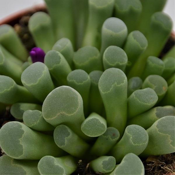 Frithia pulchra - 8,5cm