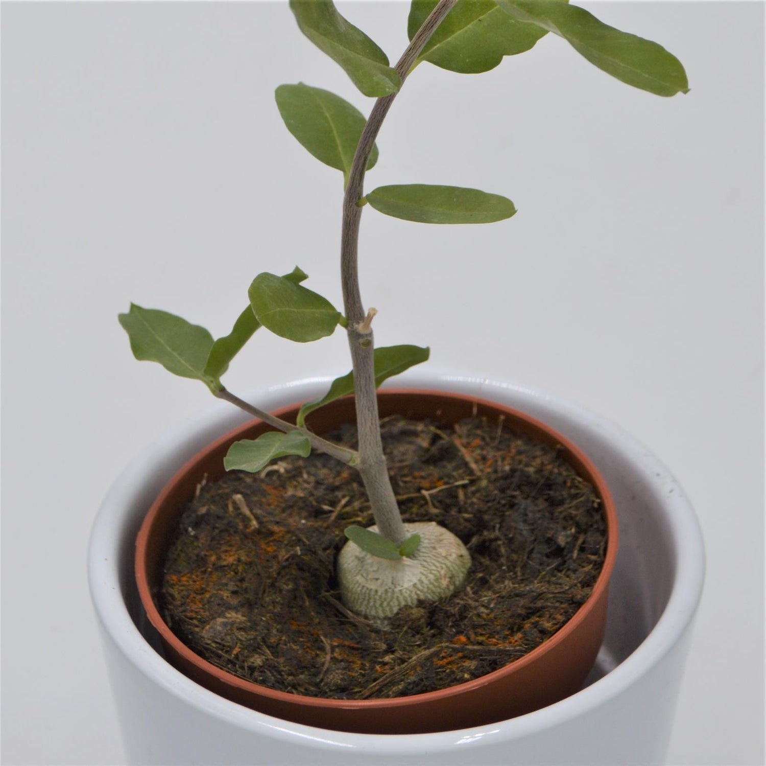 Fockea edulis - 8,5cm