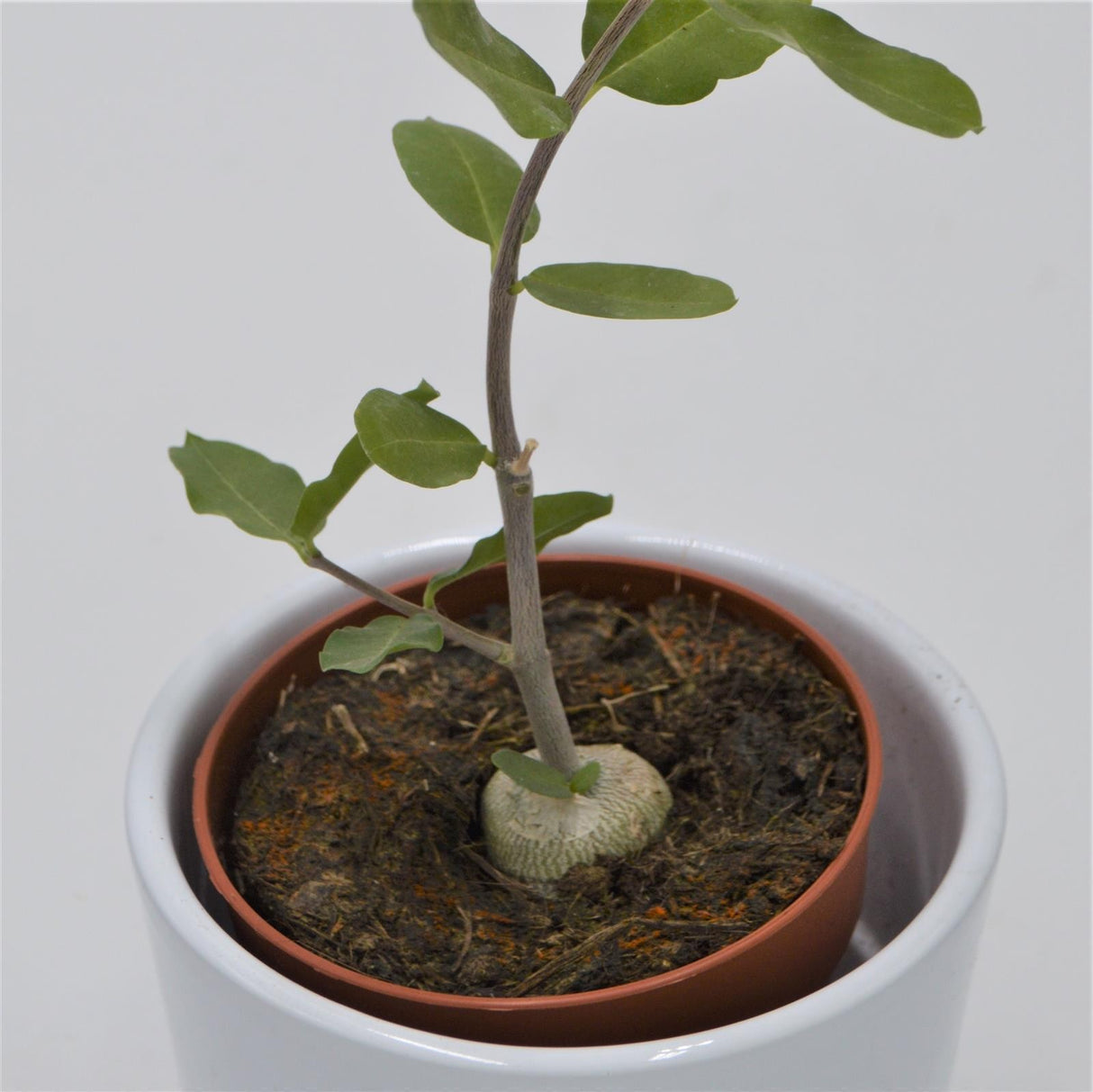 Fockea edulis - 8,5cm