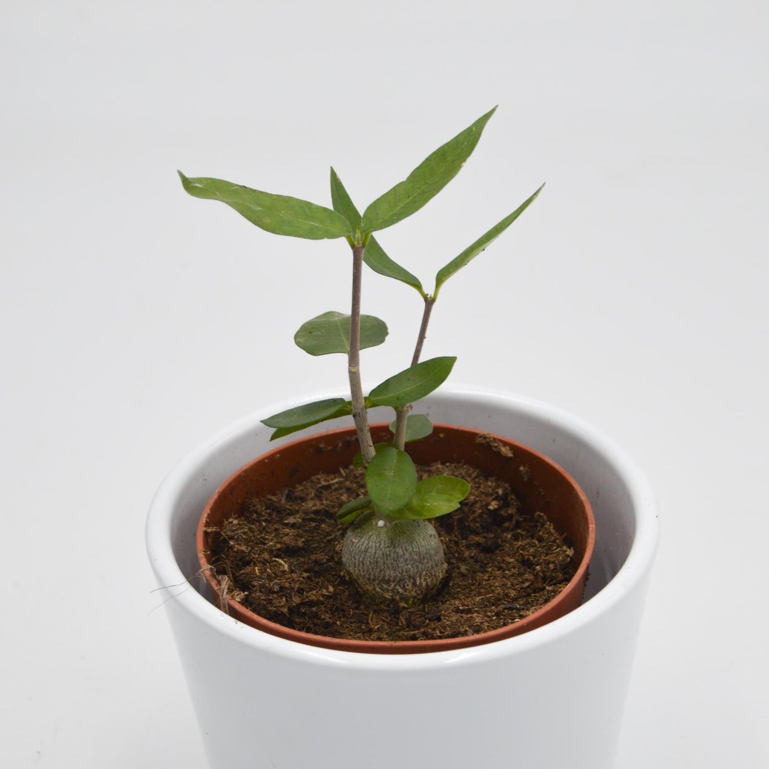 Fockea edulis - 8,5cm