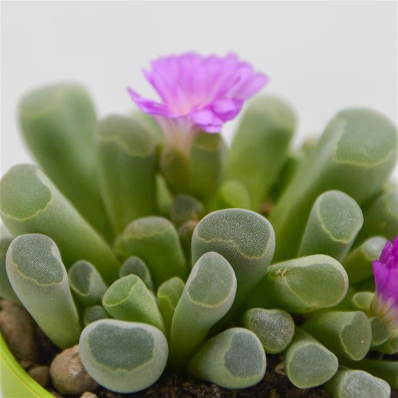 Frithia pulchra - 5,5cm