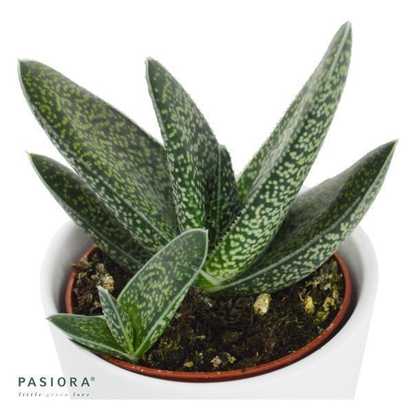 Gasteria Snow Stream - 6cm