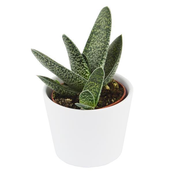 Gasteria Snow Stream - 6cm