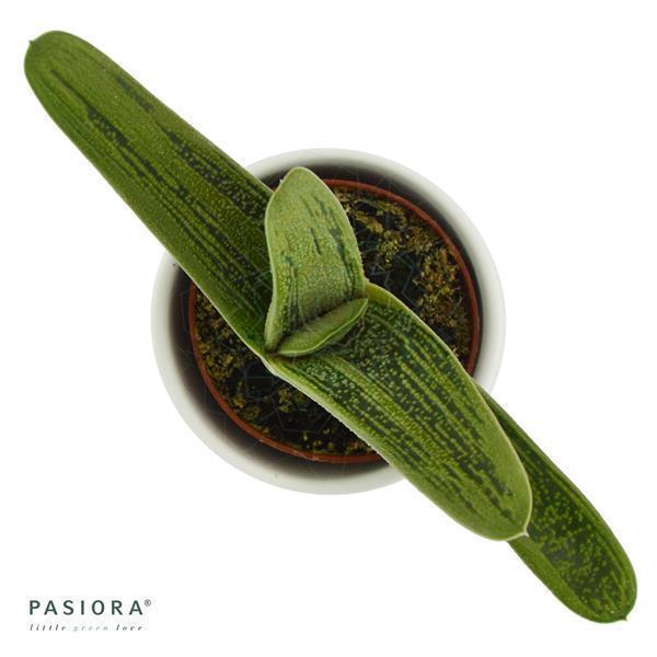 Gasteria Dragon Skin - 6cm