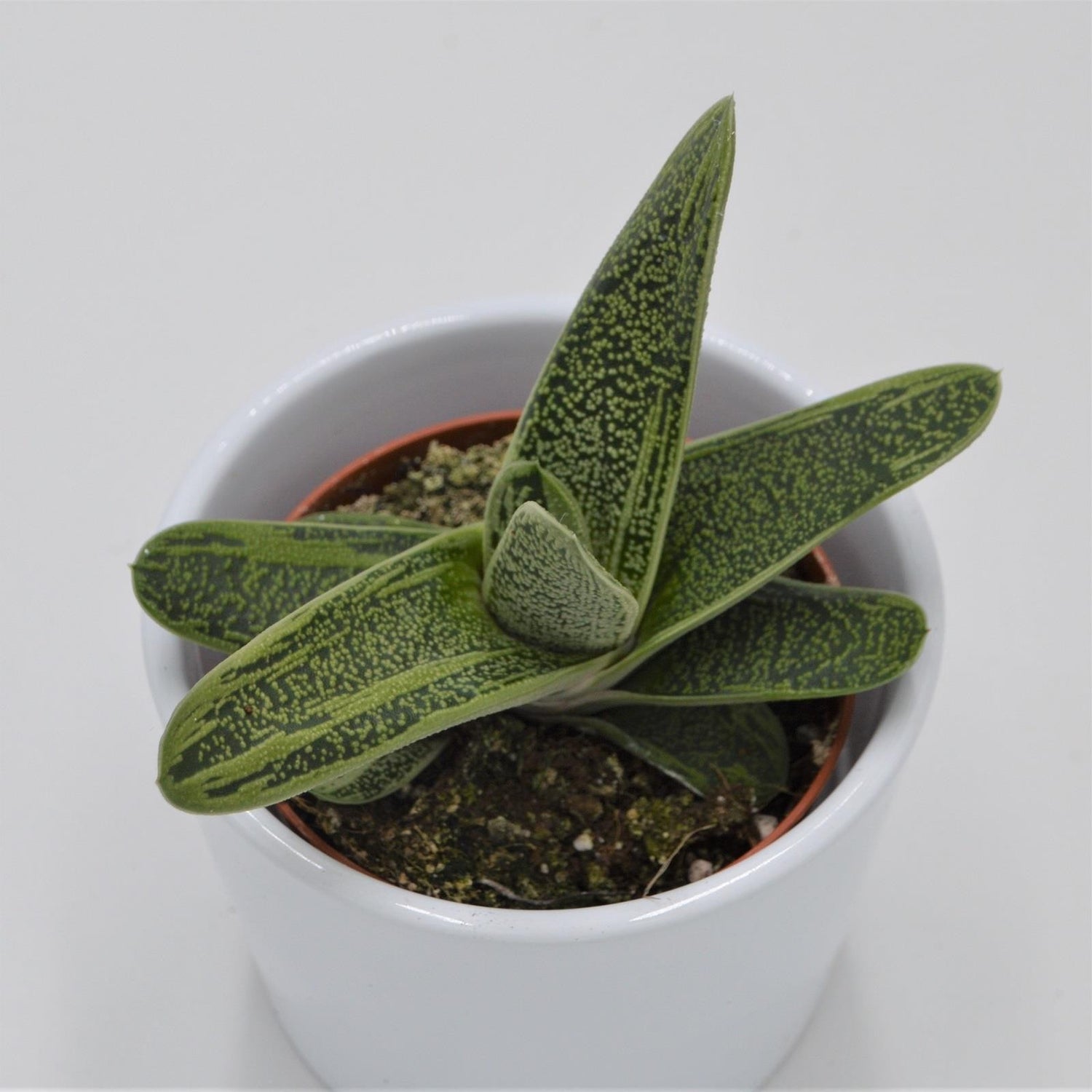 Gasteria Dragon Skin - 8,5cm