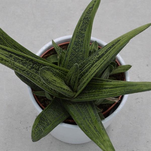 Gasteria Dragon Skin - 12cm