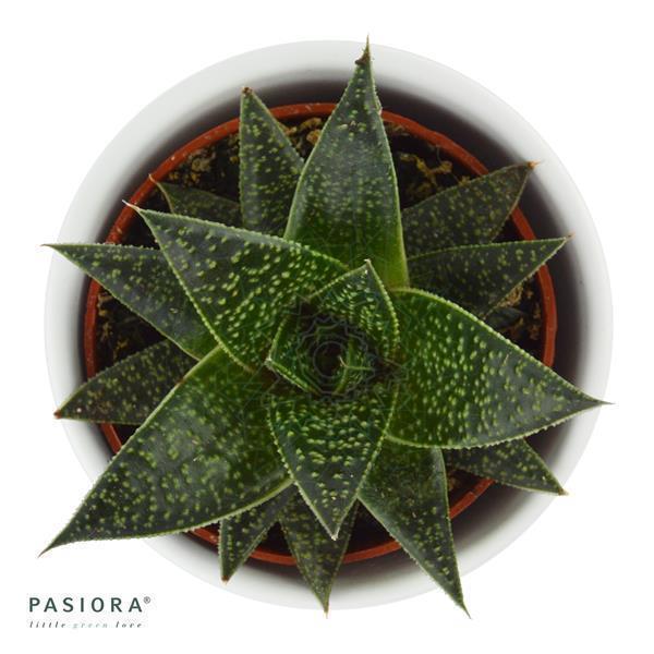 Gasteria Flow Wander - 6cm