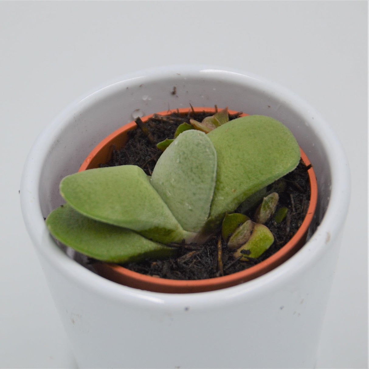 Gasteria glomerata - 5,5cm