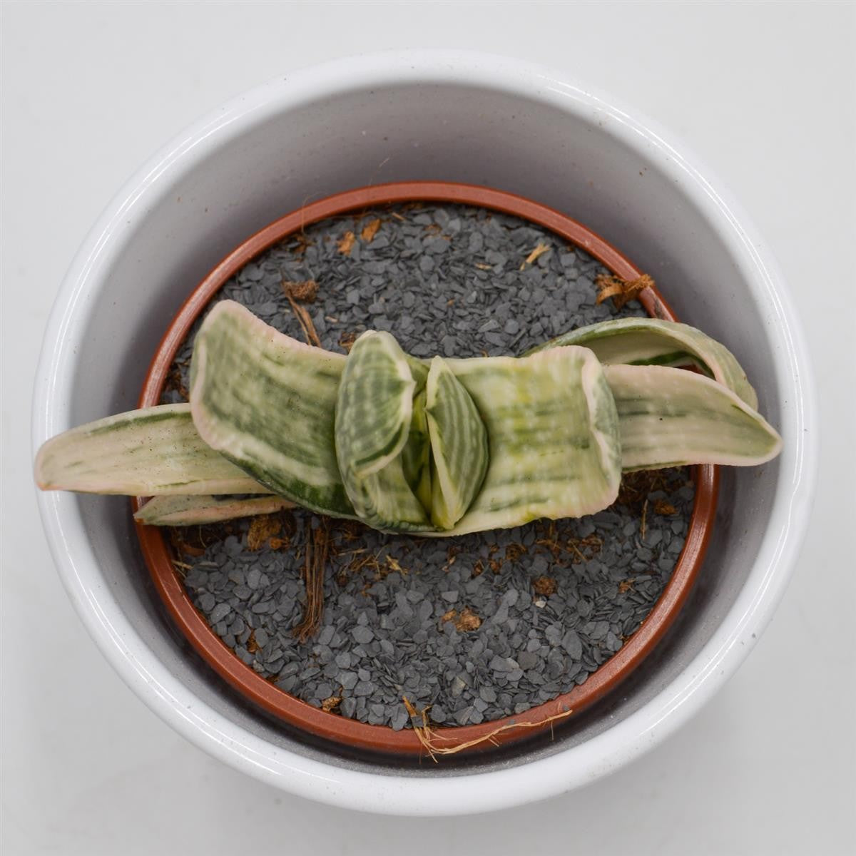 Gasteria marmorata f. variegata - 8,5cm