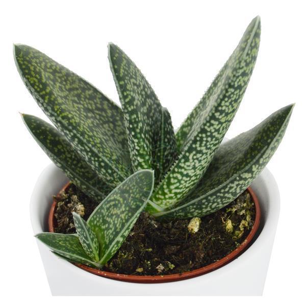 Sukkulenten Selektion, 20 Stück