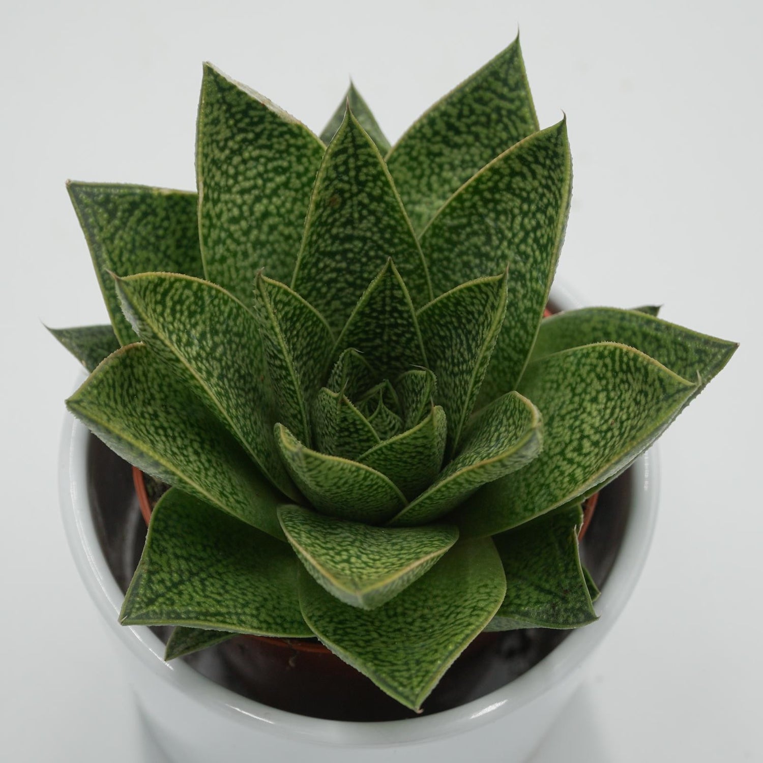 Gasteria Tiga - 8,5cm