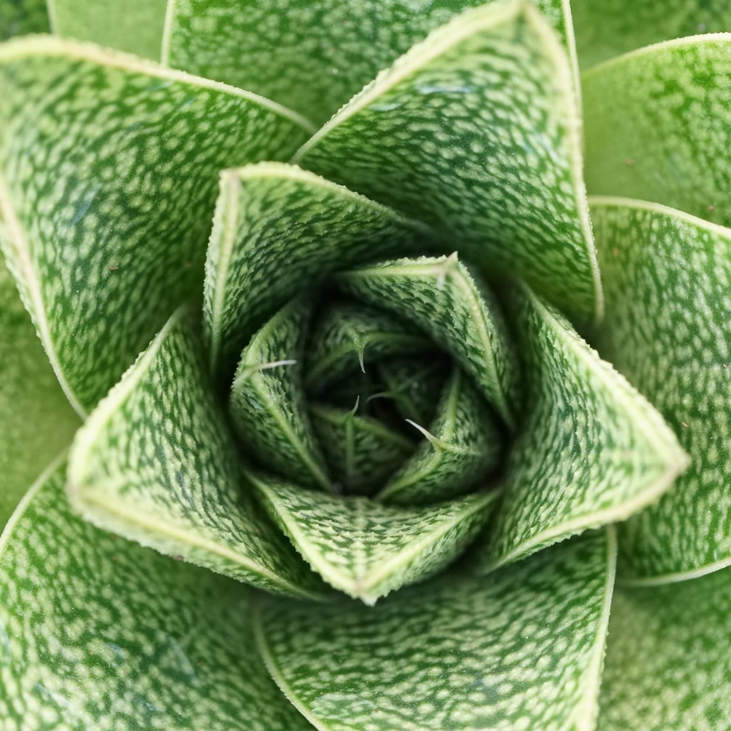 Gasteria Tiga - 8,5cm