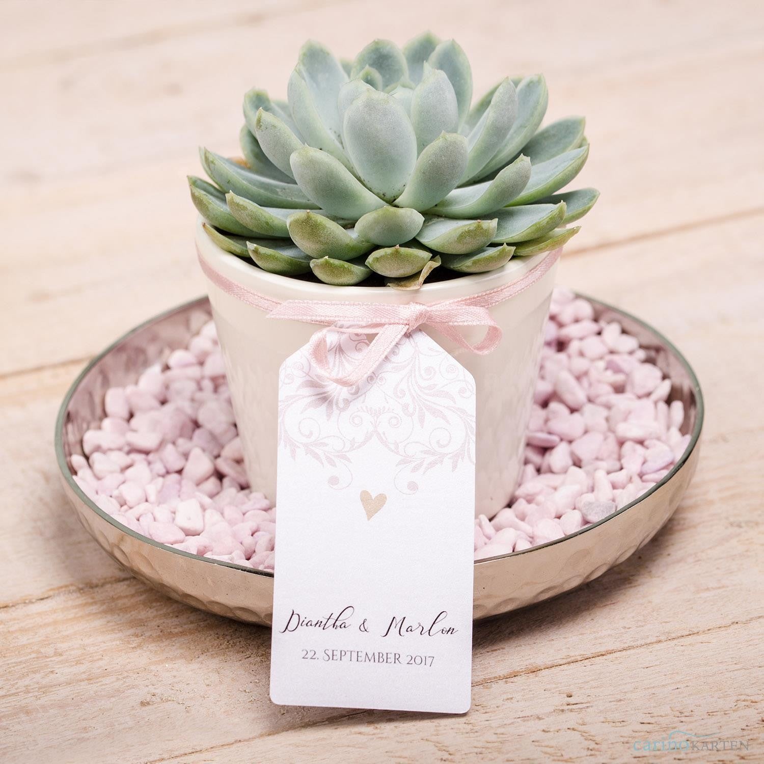 Sukkulenten Gastgeschenke zusammenstellen