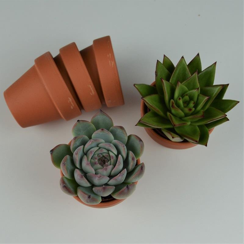 Geschenkset - Sukkulenten Mix in Ton