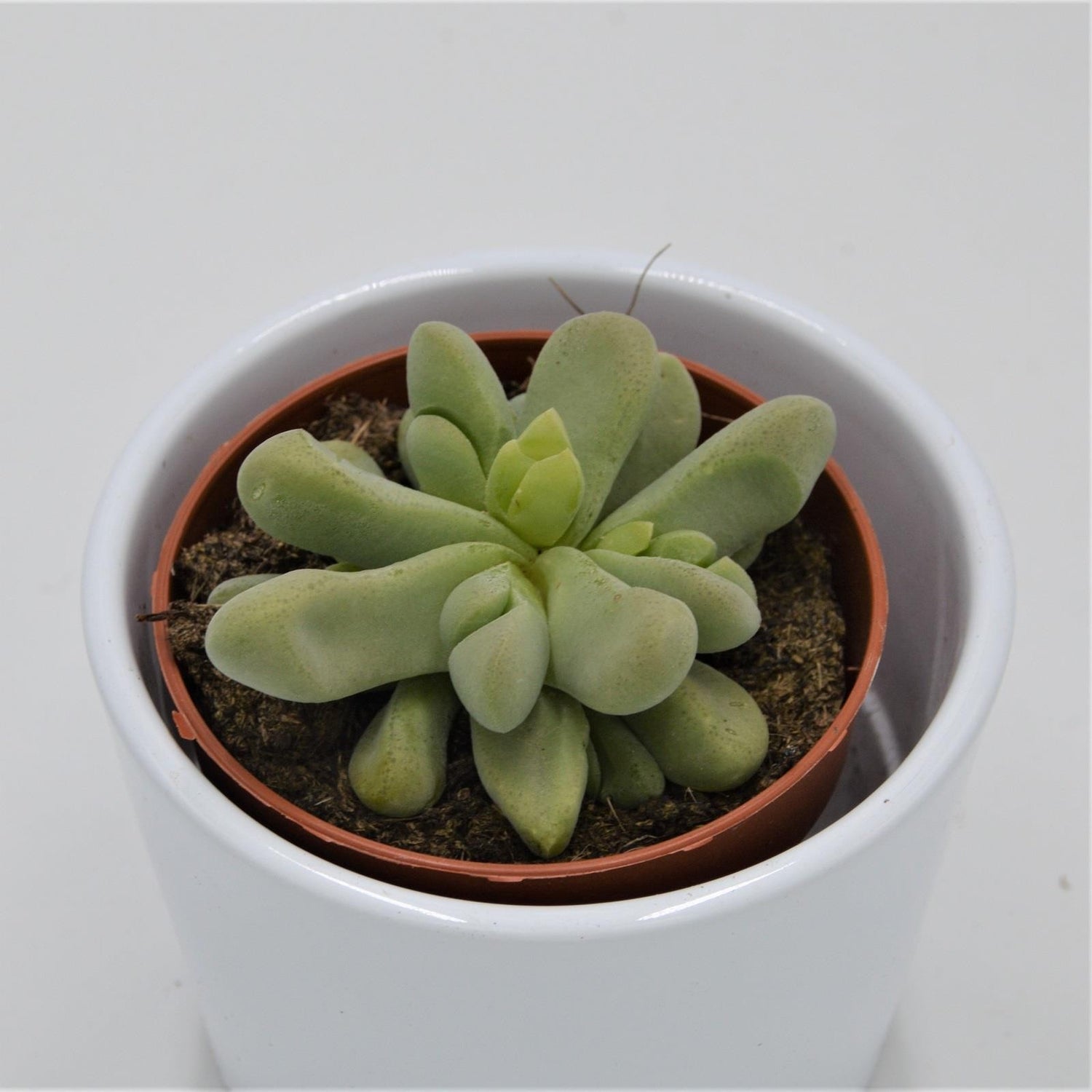 Glottiphyllum nelii - 8,5cm