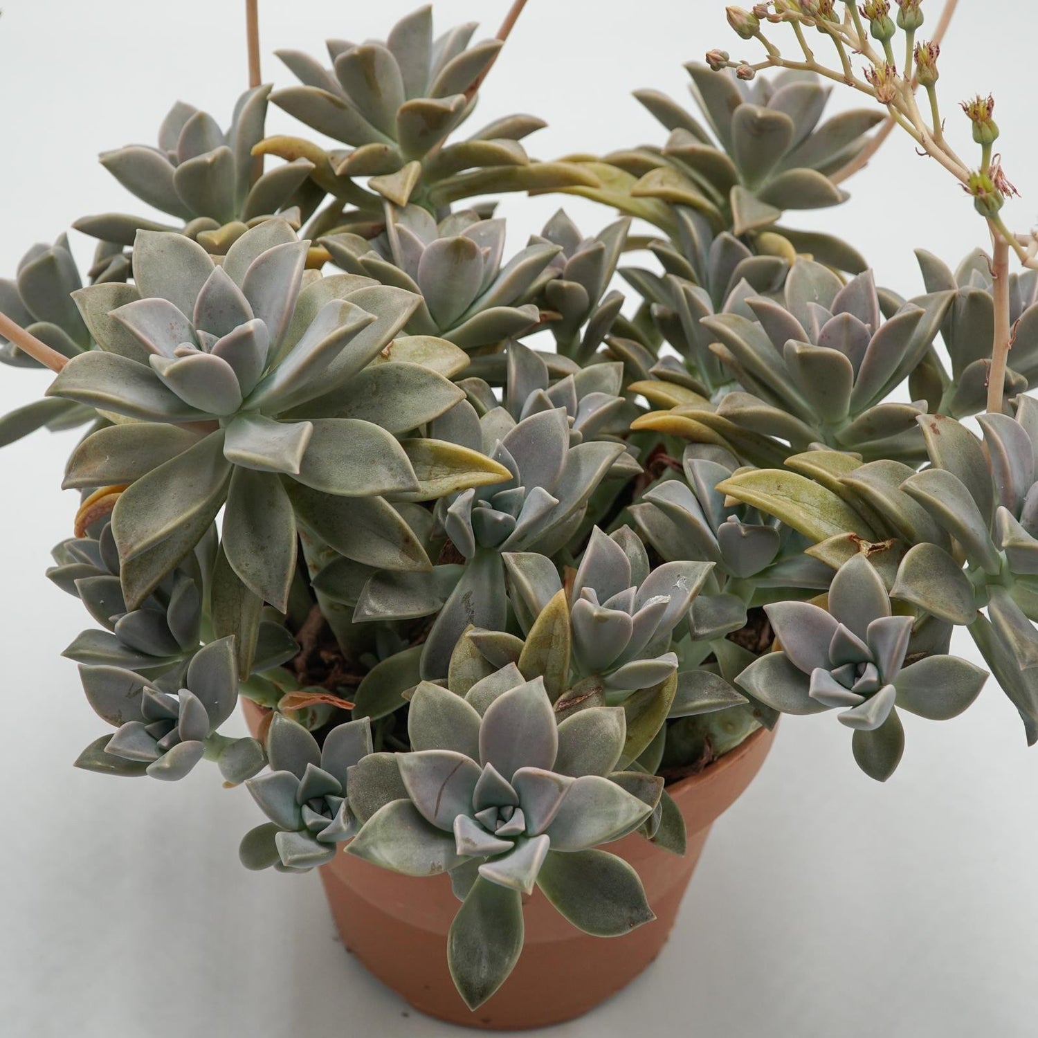 Graptopetalum paraguayense - 14cm