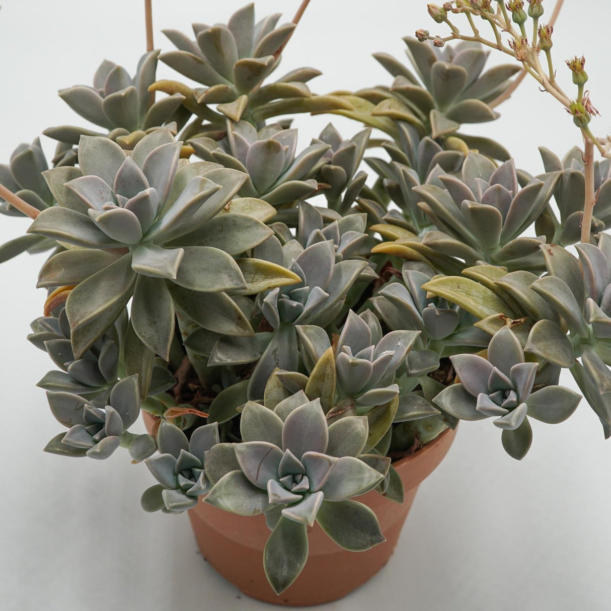 Graptopetalum paraguayense - 14cm