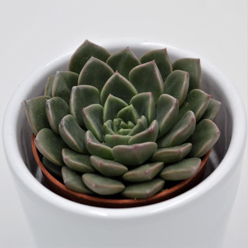 Graptopetalum Vega - 5,5cm