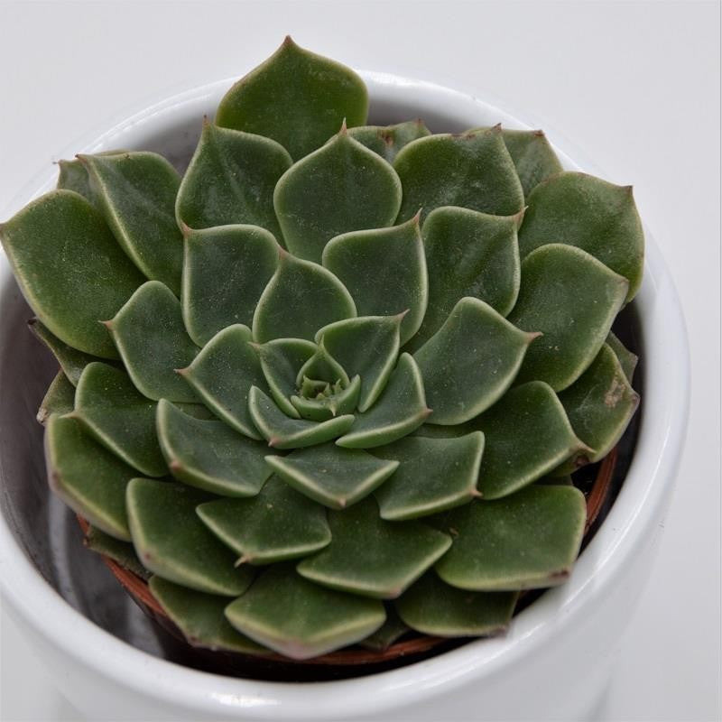 Graptopetalum bellum - 5,5cm