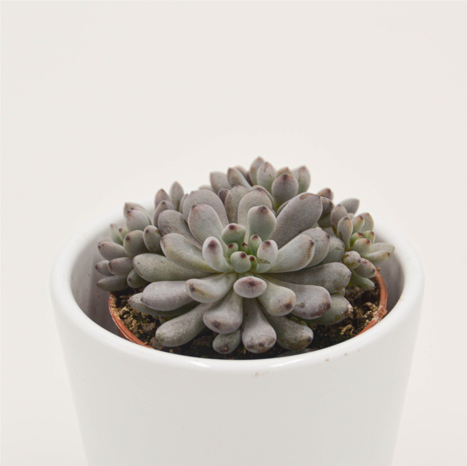 Graptopetalum Blue Beans - 5,5cm