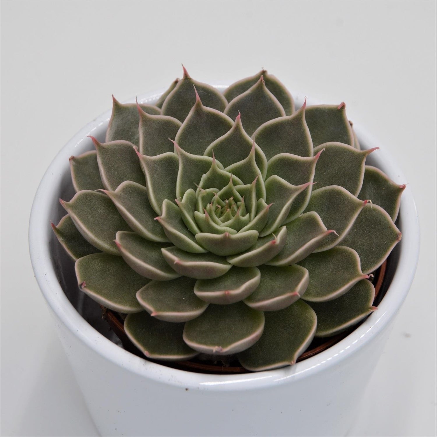 Graptopetalum Canopus - 8,5cm