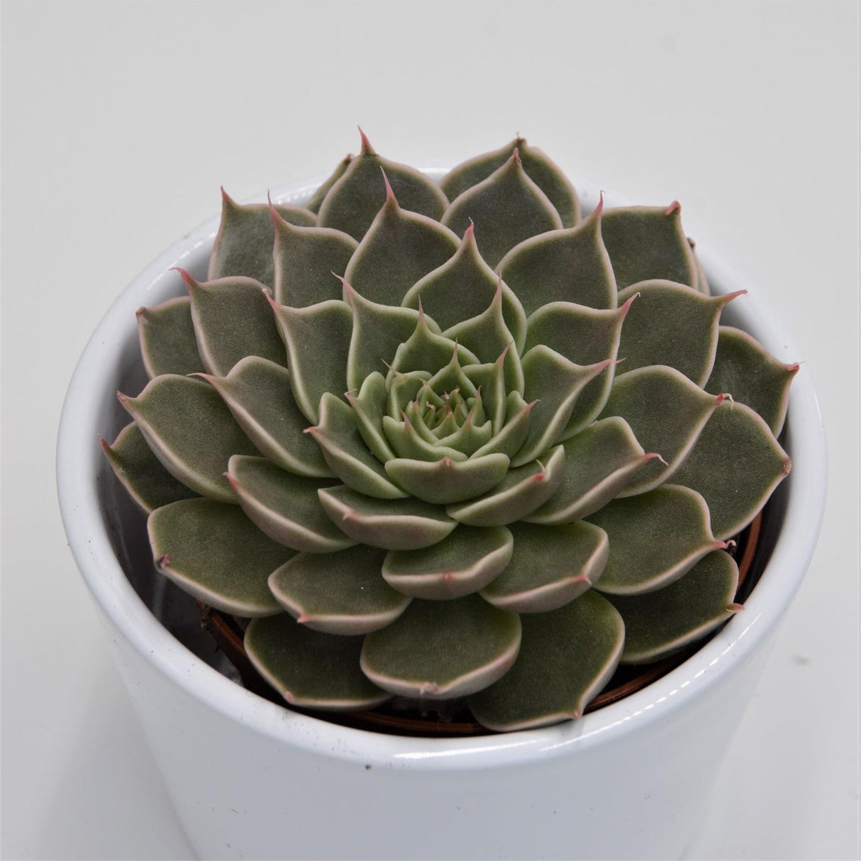 Graptopetalum Canopus - 8,5cm