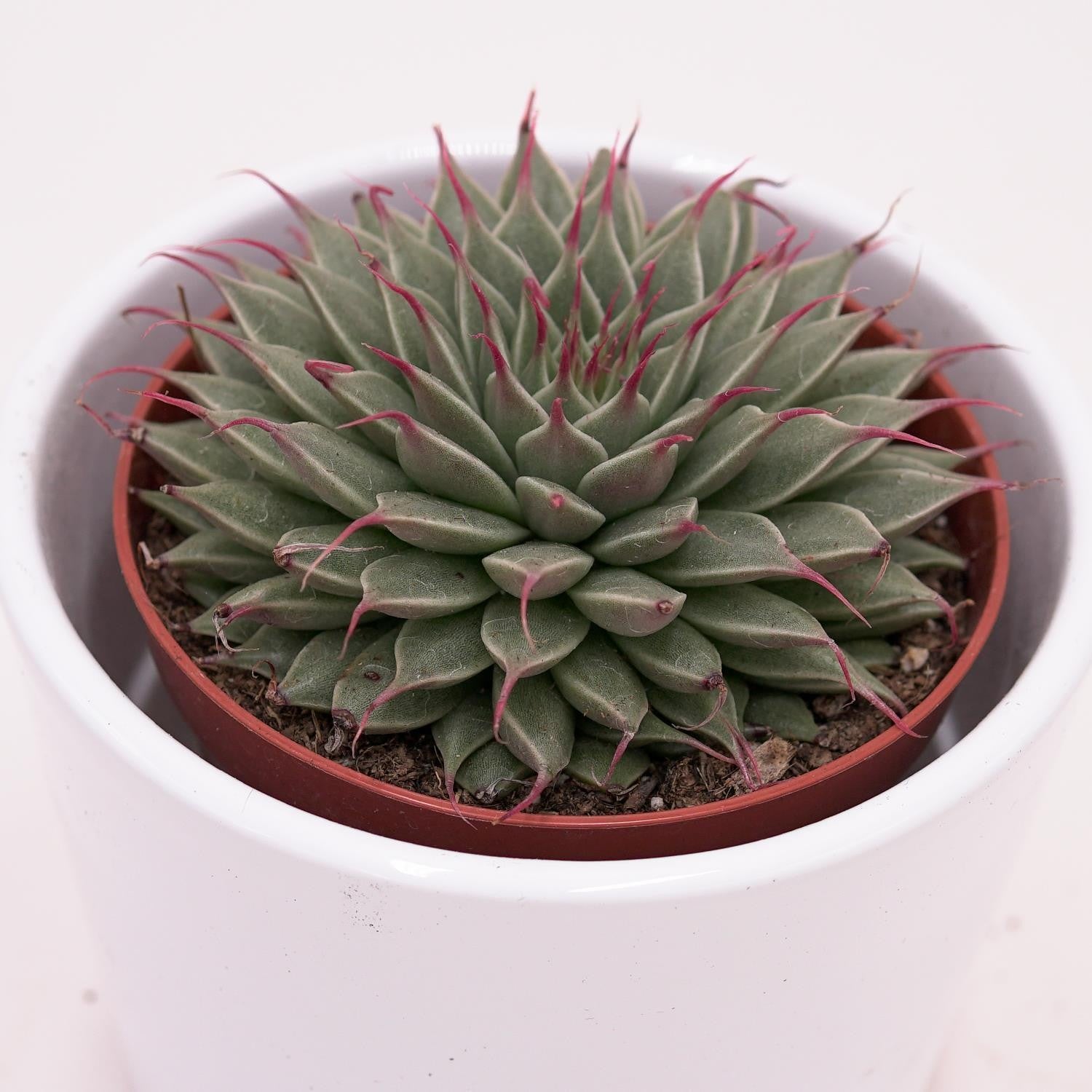 Graptopetalum filiferum - 8,5cm