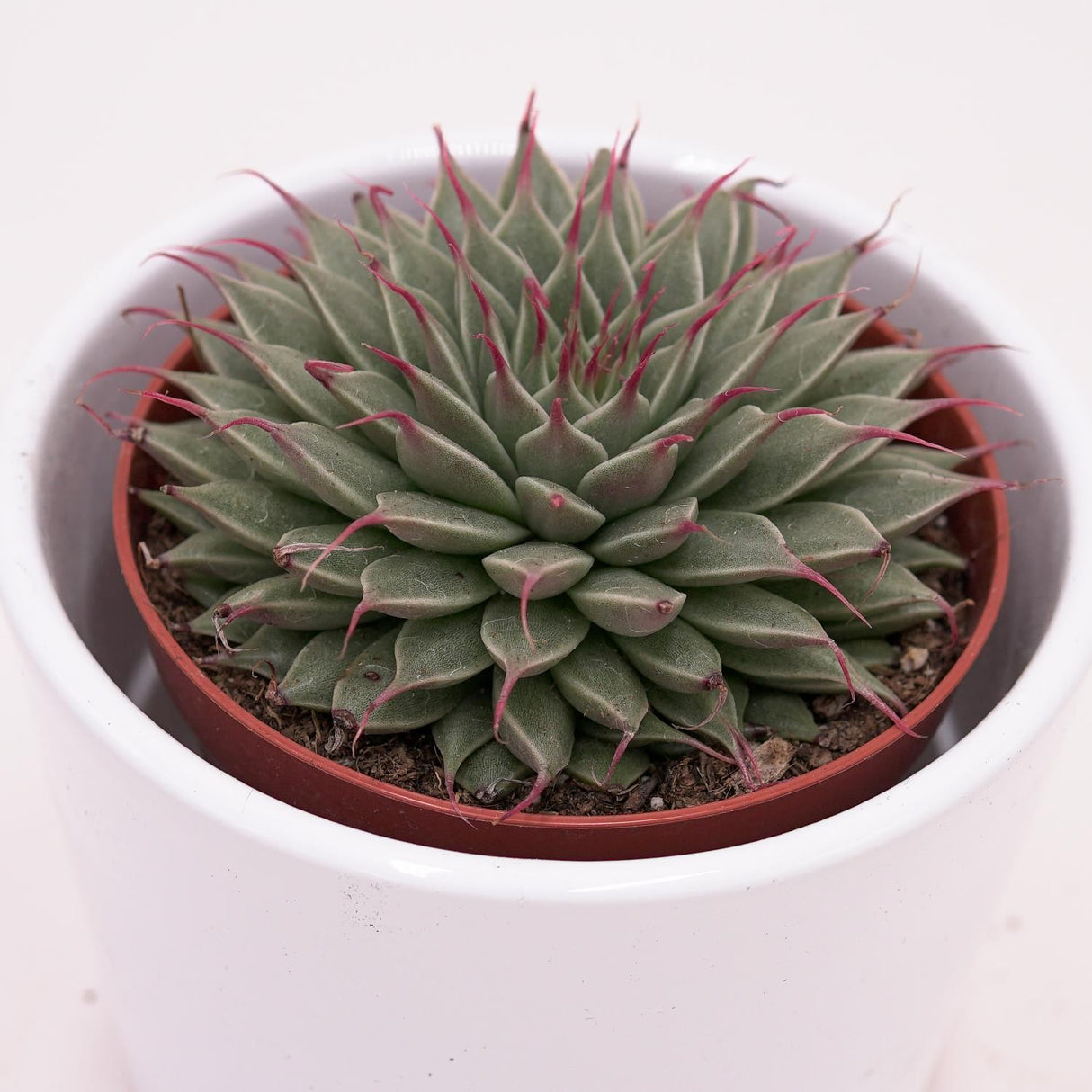 Graptopetalum filiferum - 8,5cm