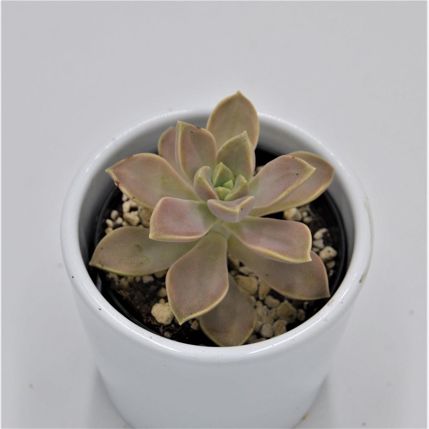 Graptopetalum paraguayense - 6cm