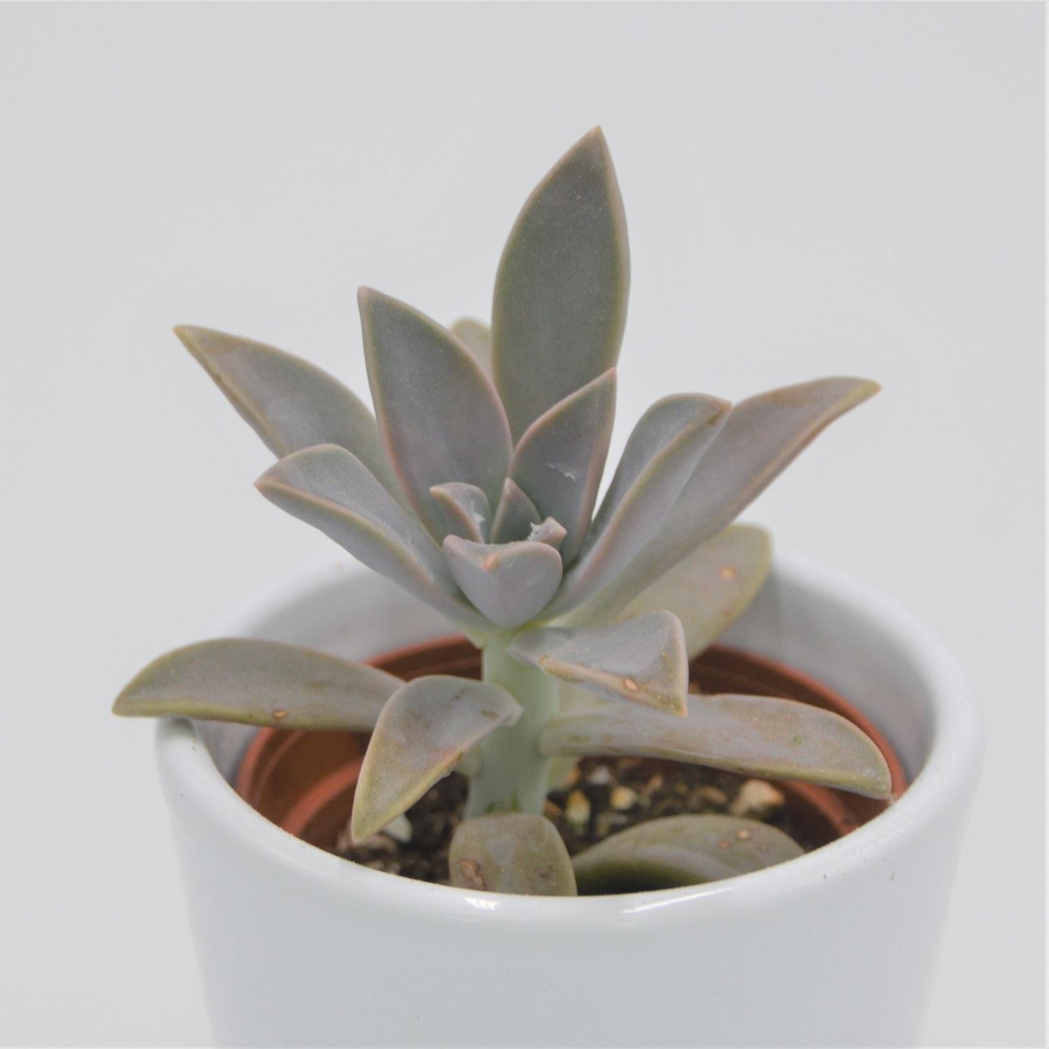 Graptopetalum paraguayense - 6cm