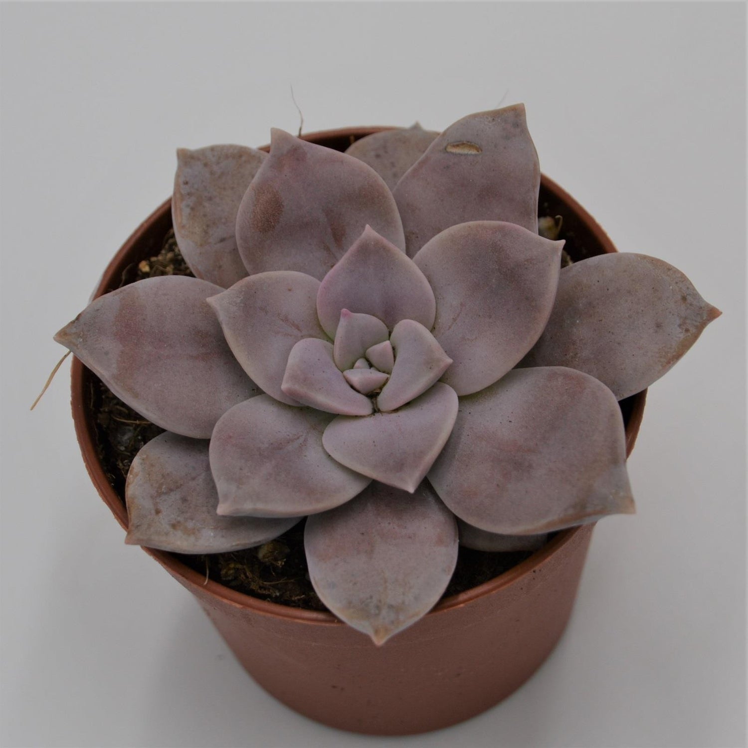 Graptopetalum pentandrum ssp superbum - 6,5cm