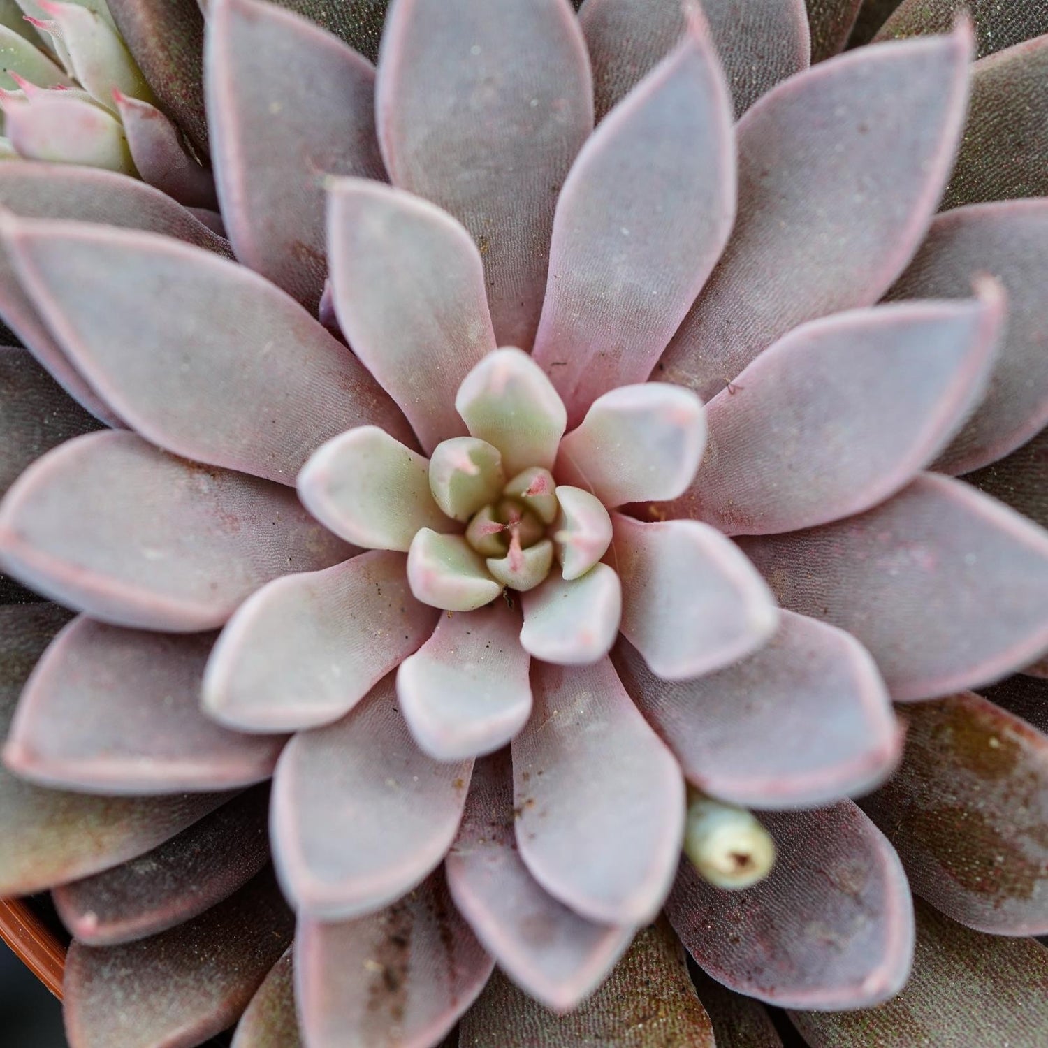 Graptopetalum rusbyi - 6cm