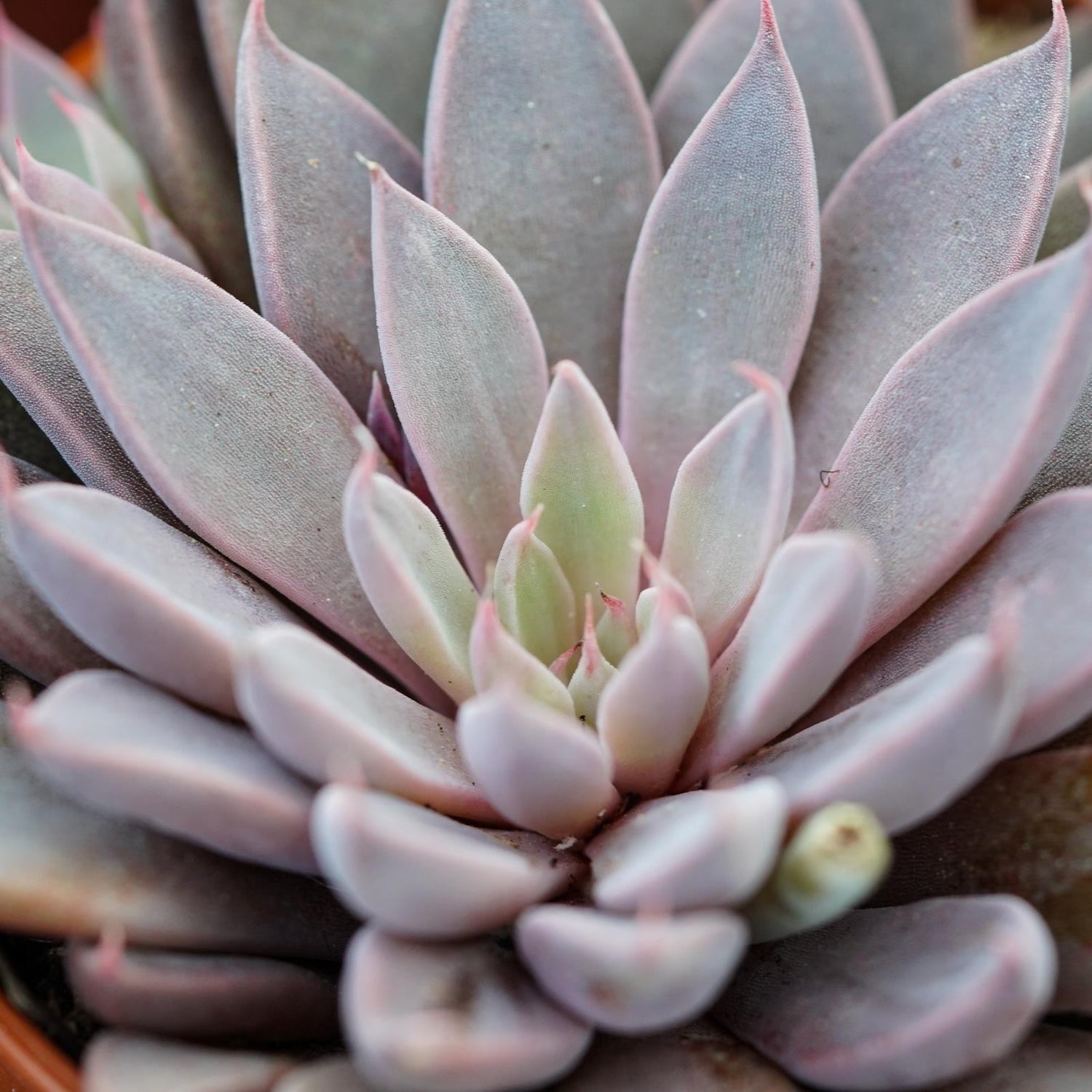 Graptopetalum rusbyi - 6cm