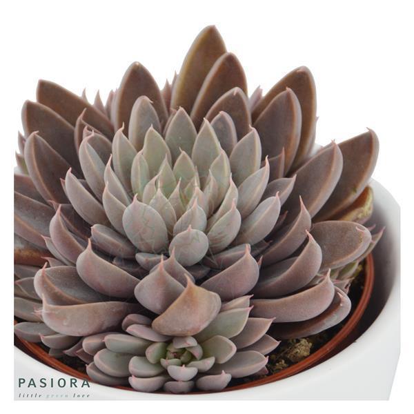 Graptopetalum rusbyi - 6cm