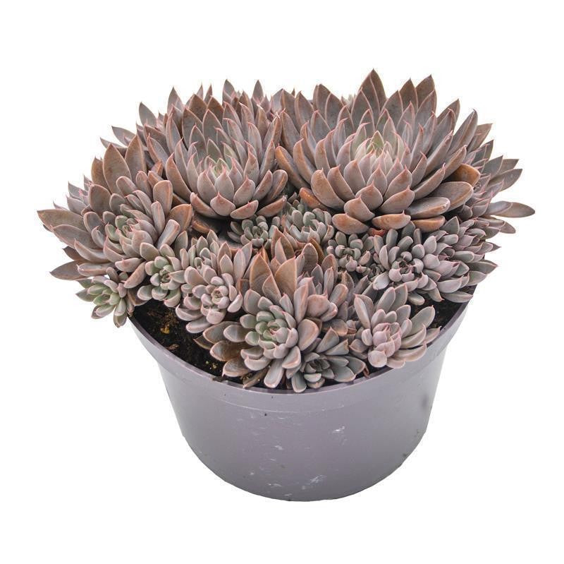 Graptopetalum rusbyi - 10,5cm